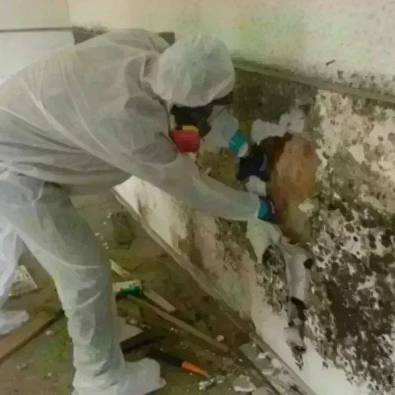 Mold Remediation and Removal in Union County, PA